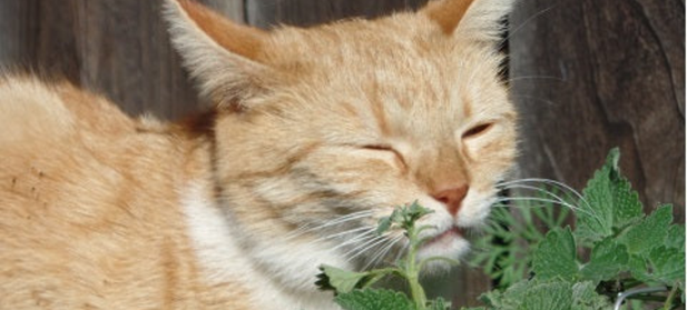 The Ultimate Guide to Catnip - What is it and how to use it safely